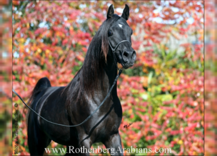 Arabian horses, Stallion, 7 years, 15.1 hh, Black
