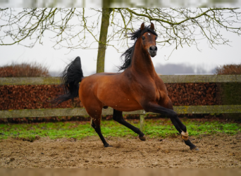 Arabian horses, Stallion, 10 years, 15.3 hh, Brown