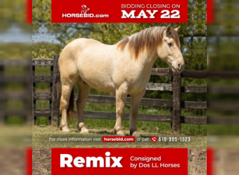 Draft Horse Mix, Gelding, 7 years, 16 hh, Champagne, in Madisonville, KY,