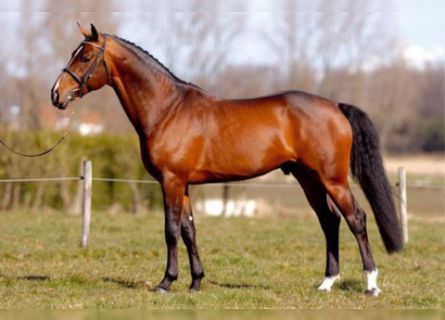 Belgian Warmblood, Stallion, 22 years, 16.3 hh, Brown