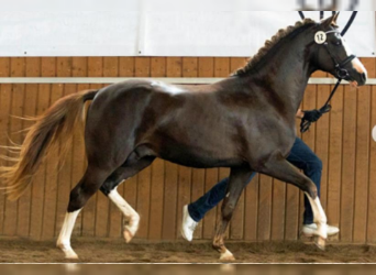 German Riding Pony, Stallion, 13 years, 14.2 hh, Chestnut