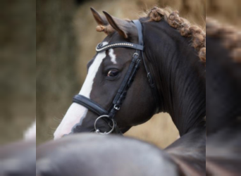 German Riding Pony, Stallion, 13 years, 14.2 hh, Chestnut