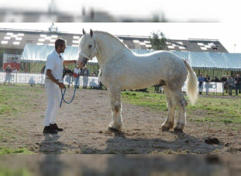 Boulonnais, Stallion, 11 years, 16 hh, Gray