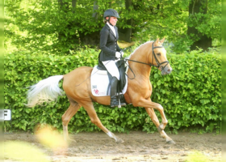German Riding Pony, Stallion, 10 years, 14.1 hh, Palomino