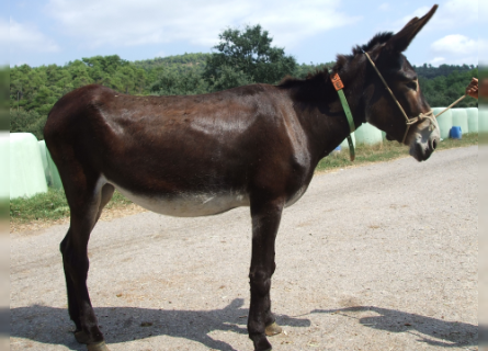 Donkey, Mare, 12 years, 15 hh, Black