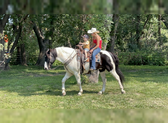 Draft Horse Mix, Gelding, 11 years, 16 hh, Pinto