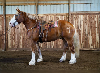 Draft Horse, Gelding, 8 years, 18 hh, Sorrel
