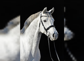 Bavarian Warmblood, Stallion, 17 years, 17 hh, Gray-Dark-Tan