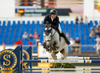 German Sport Horse, Stallion, 8 years, 16.2 hh, Gray-Dapple