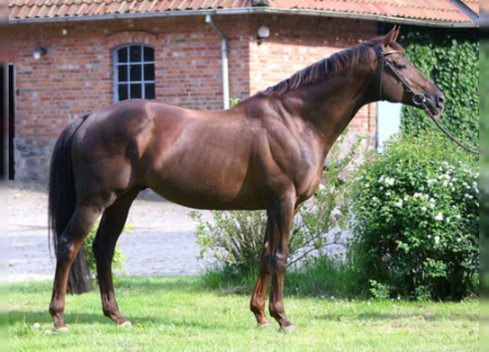 Anglo-Arab, Stallion, 29 years, 16.2 hh, Chestnut