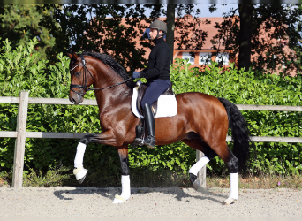 Oldenburg, Stallion, 5 years, 16.3 hh, Bay-Dark