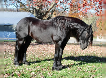 Friesian horses, Gelding, 13 years, 16.2 hh, Black