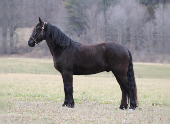 Friesian horses Mix, Gelding, 4 years, Black