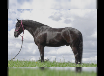 Friesian horses Mix, Gelding, 7 years, 14.2 hh, Black