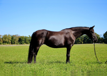 Friesian horses, Gelding, 7 years, 16 hh