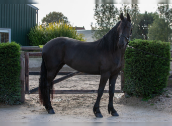 Friesian horses, Mare, 4 years, 16 hh, Black