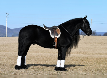 Friesian horses, Stallion, 16 years, Black