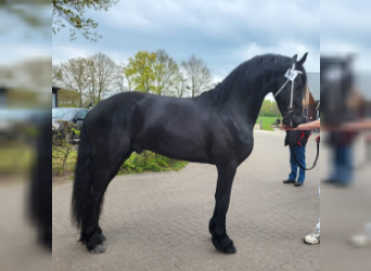 Friesian horses, Stallion, 4 years, 17 hh, Black