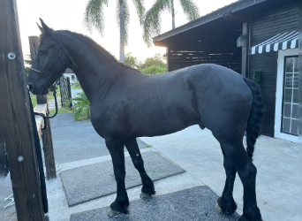 Friesian horses, Stallion, 4 years, 17 hh, Black