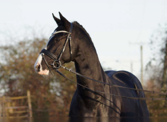 German Riding Horse, Stallion, 9 years, 15.1 hh, Black