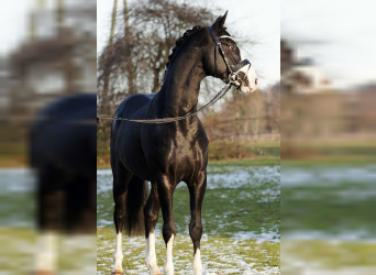 German Riding Horse, Stallion, 9 years, 15.1 hh, Black