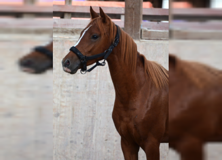 German Riding Pony, Stallion, 3 years, 13.2 hh, Chestnut-Red