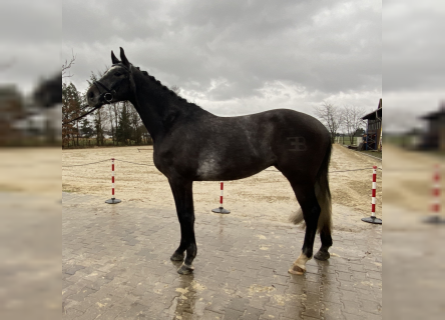 German Sport Horse, Gelding, 5 years, 16.2 hh, Gray