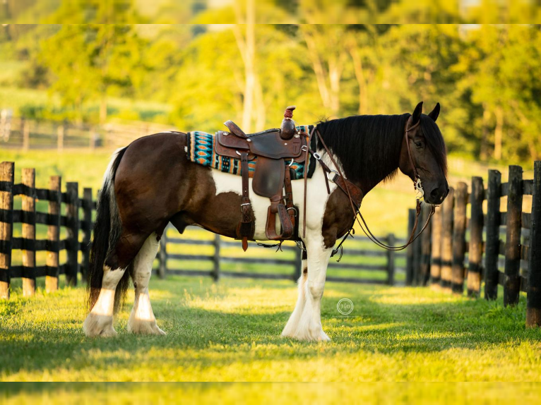 Gypsy Horse Mix Gelding 10 years 15 hh in Lebanon, PA