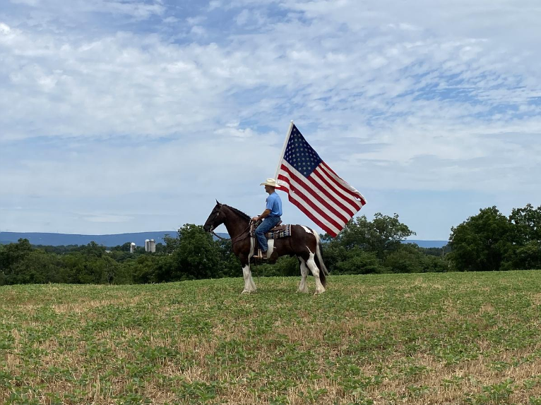 Gypsy Horse Mix Gelding 10 years 15 hh in Lebanon, PA