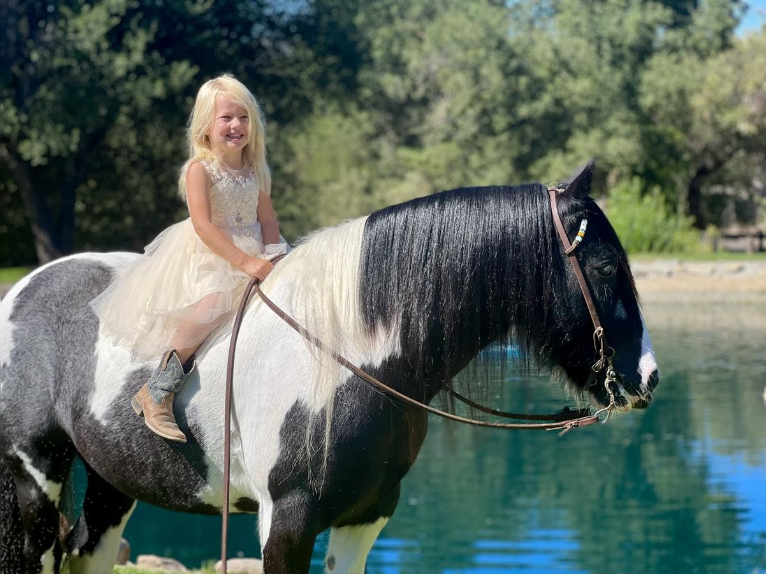 Gypsy Horse Gelding 13 years in Joshua, TX