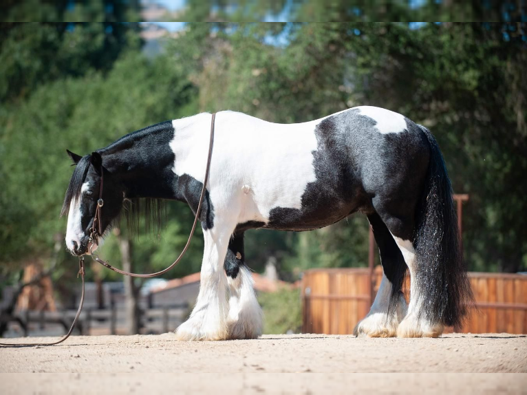 Gypsy Horse Gelding 13 years in Joshua, TX
