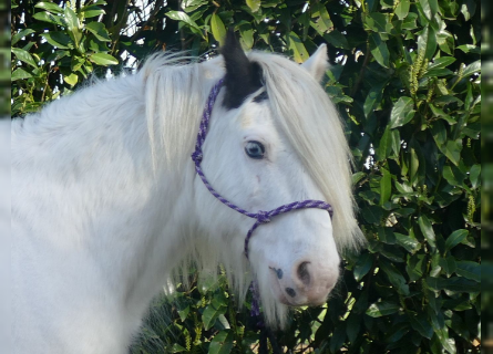 Gypsy Horse, Gelding, 6 years, 13.1 hh, Pinto