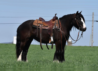Gypsy Horse, Mare, 3 years, Black