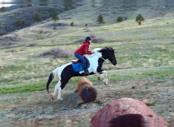 Gypsy Horse Mix, Mare, 6 years, 14 hh, Tobiano-all-colors