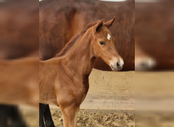 Hanoverian, Mare, Foal (05/2023), Chestnut-Red