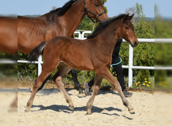 Holstein, Mare, Foal (01/2023), 17 hh, Brown