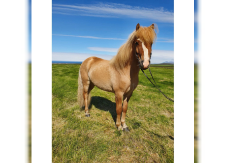 Icelandic Horse, Gelding, 7 years, 13.3 hh, Dun