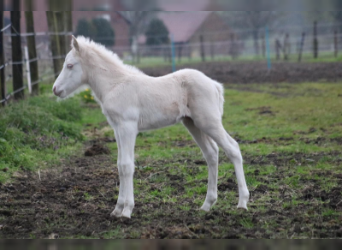 Icelandic Horse, Stallion, Foal (04/2023), Palomino