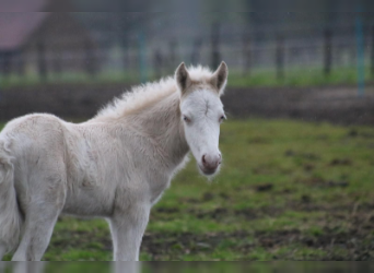 Icelandic Horse, Stallion, Foal (04/2023), Palomino