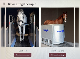 Therapie / Beritt / Vorstellung von Verkaufspferden 