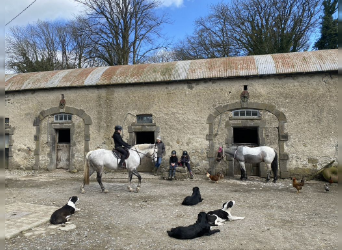 Pferde Au- pair fuer Gestuet in Irland 