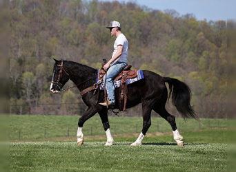 Kentucky Mountain Saddle Horse, Gelding, 7 years, 15 hh, Black