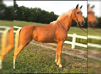 Kentucky Mountain Saddle Horse, Mare, 4 years, 15 hh, Sorrel