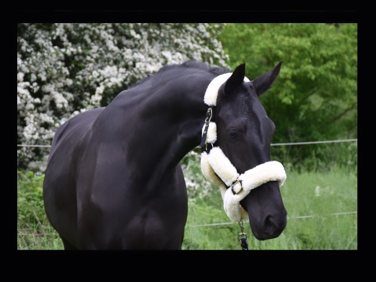 KWPN Mare 4 years 16,1 hh Black in Rommerskirchen