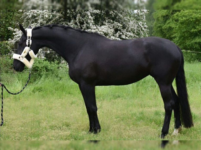 KWPN Mare 4 years 16,1 hh Black in Rommerskirchen