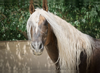PRE, Stallion, 8 years, 16.1 hh, Palomino