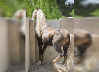 PRE, Stallion, 8 years, 16.1 hh, Palomino