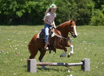 More ponies/small horses, Gelding, 9 years, Sorrel