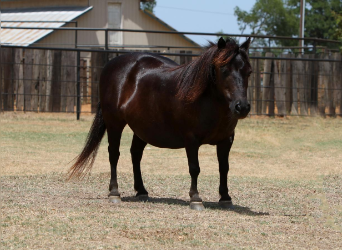 More ponies/small horses, Mare, 10 years, 8.1 hh, Brown