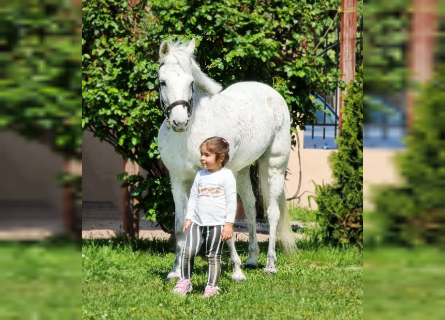 More ponies/small horses, Mare, 9 years, 13.1 hh, White